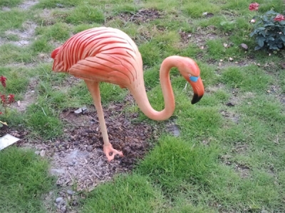 火烈鳥(niǎo)