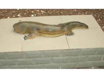 娃娃魚(yú)