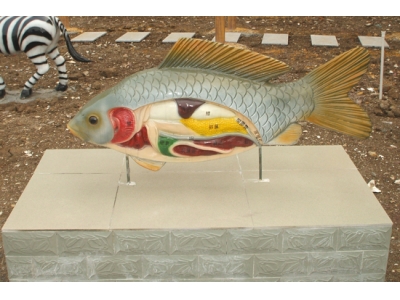 鯉魚(yú)解剖模型
