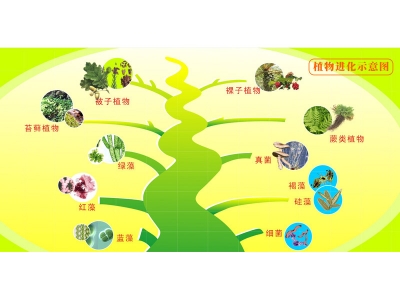 植物進(jìn)化圖