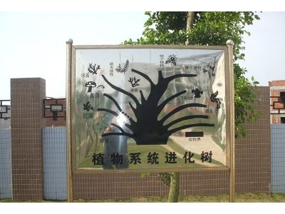 生物進(jìn)化樹圖