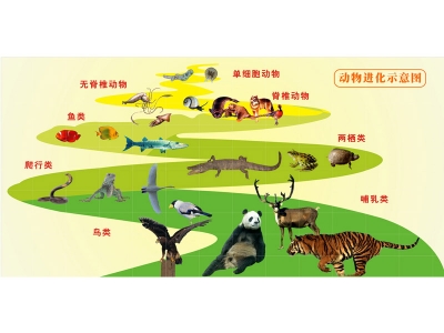 動(dòng)物進(jìn)化圖