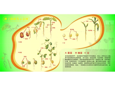 種子的萌芽