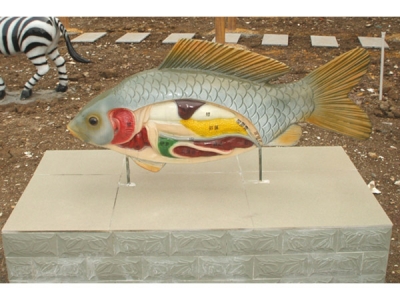 鯉魚解剖模型